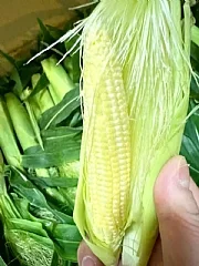 水果玉米筍(2026/9/19收單下架)(中南部蔬果不宜寄送)(高風險商品能自取或配合送貨時間再私訊加單）