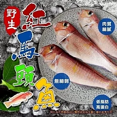 🌈野生紅馬頭魚