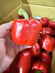 紅彩椒(2026/9/18收單下架)(中南部蔬果不宜寄送)(高風險商品能自取或配合送貨時間再私訊加單)