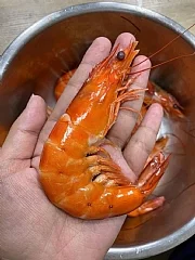 🌈🌈#超大盒的活凍生白蝦🦐